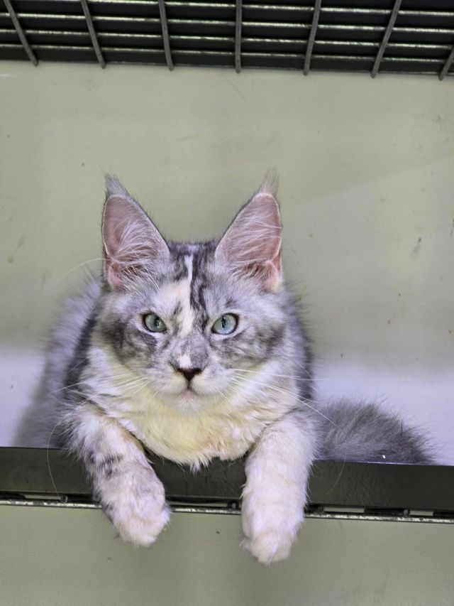 Gimainecoons-53