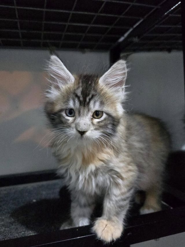 Gimainecoons-50