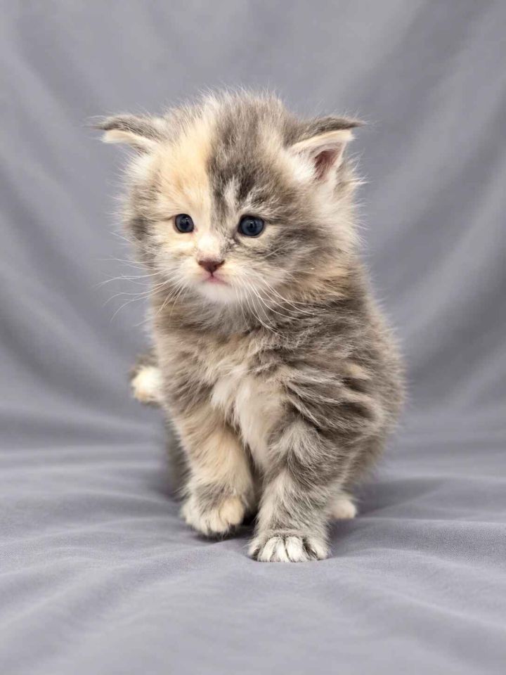 Blue Tortie Girl