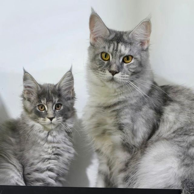 Gimainecoons-56