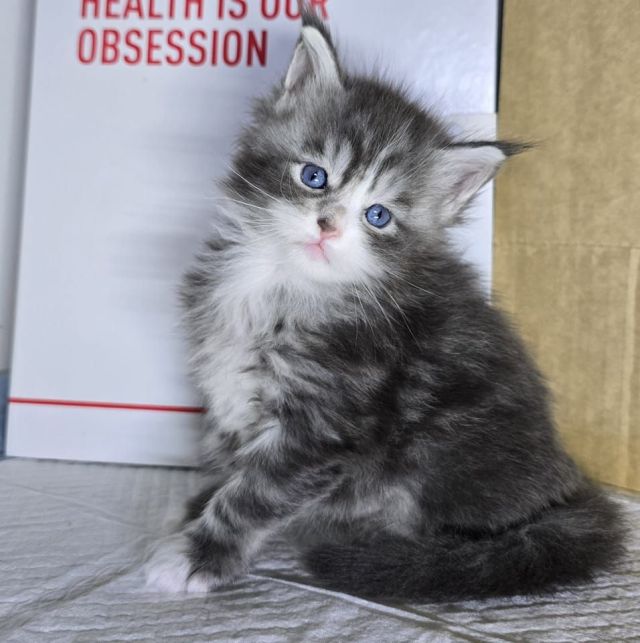 Gimainecoons-48