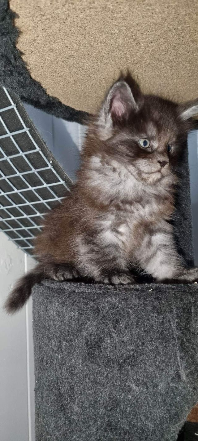 Gimainecoons-10