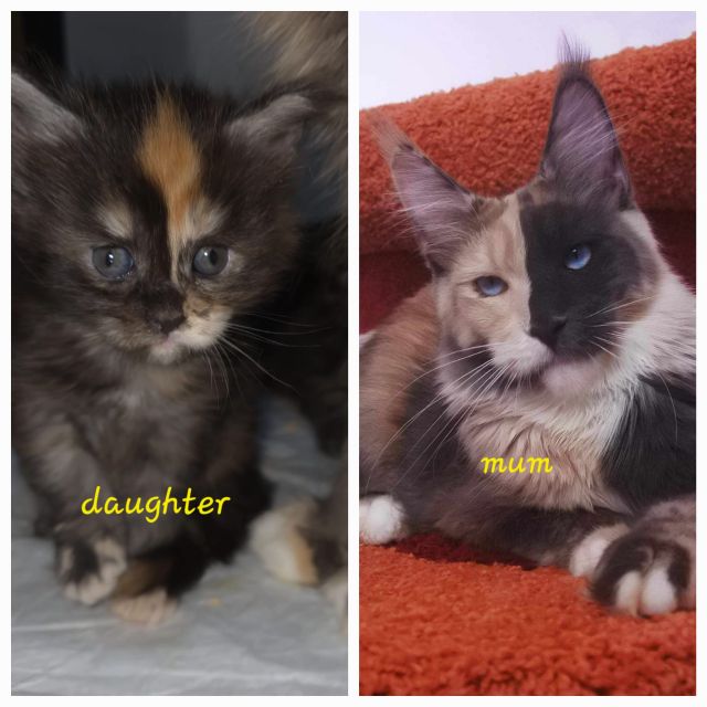 Gimainecoons-44