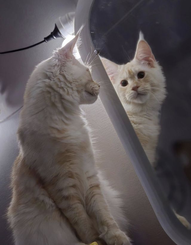 Gimainecoons-42