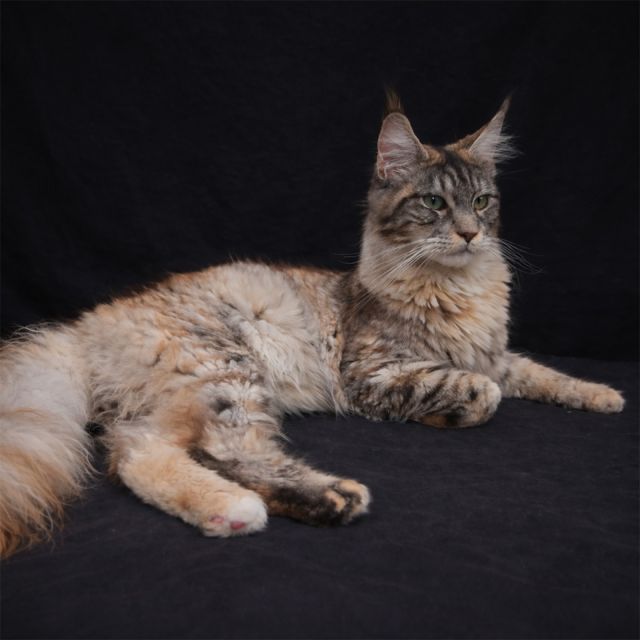 Phoebe
