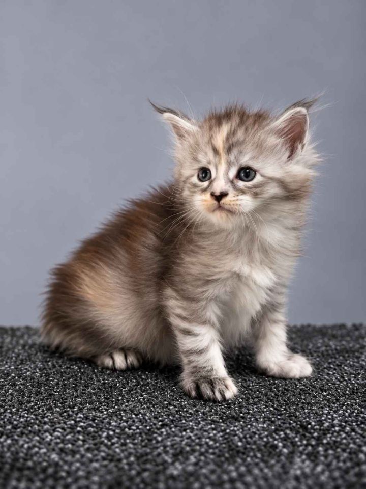 Black Silver Tortie Girl