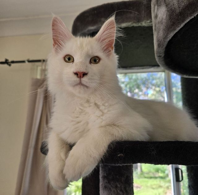 Gimainecoons-59