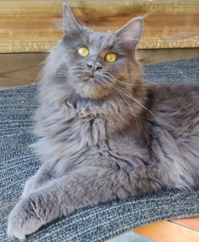 Gimainecoons-03