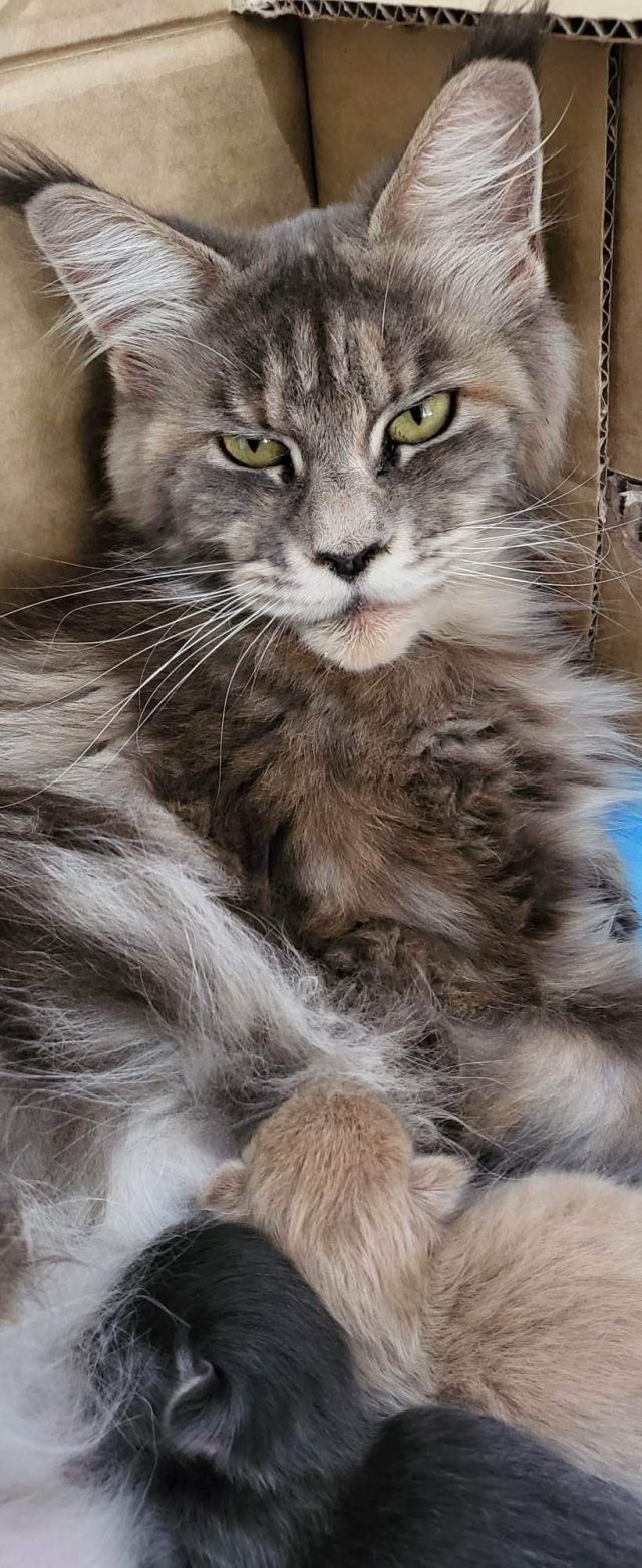 Gimainecoons-23
