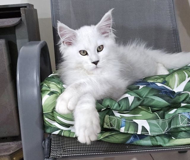 Gimainecoons-58