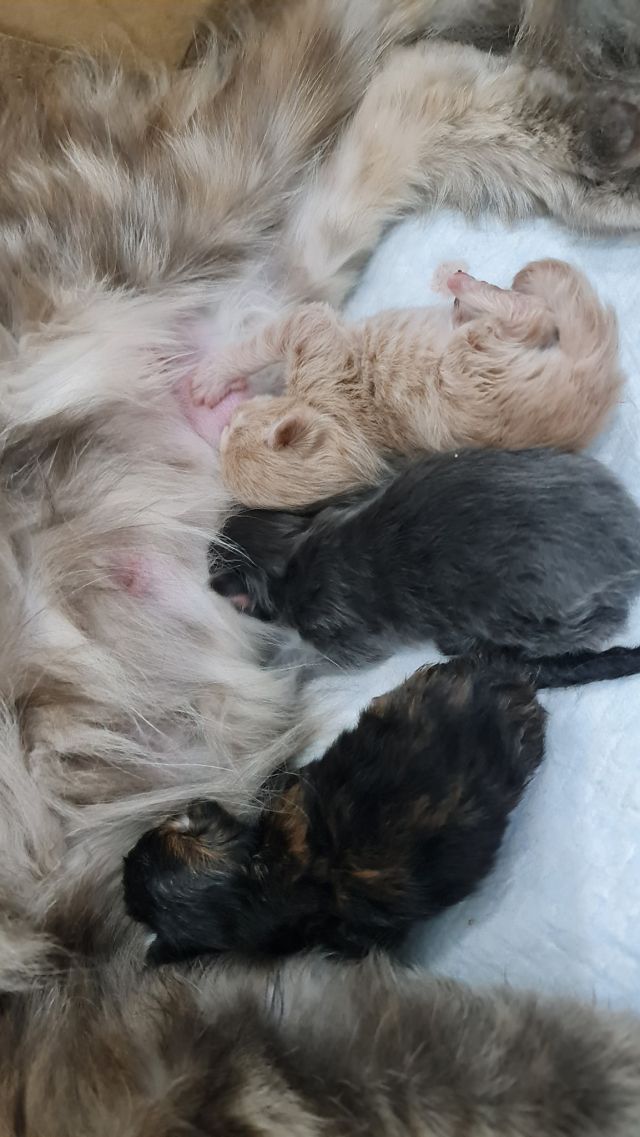 Gimainecoons-24