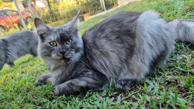 Gimainecoons-39