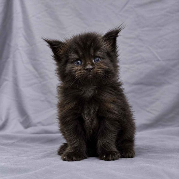 Black Solid Boy