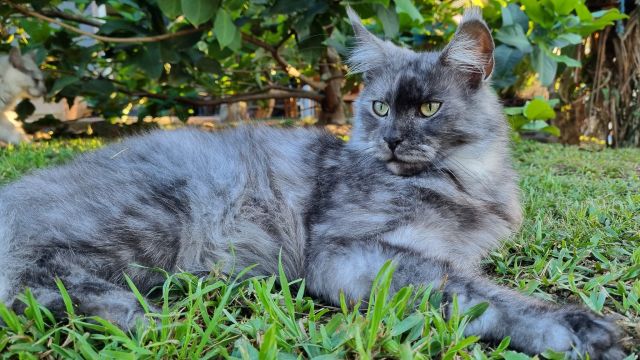 Gimainecoons-36