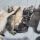 Pedigree Papers, Microchips, and Vet Books: What You Should Receive