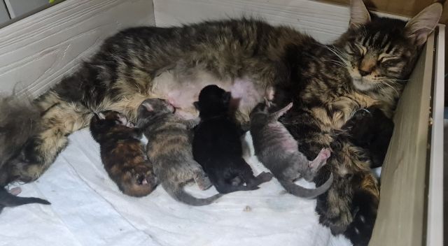 Gimainecoons-05
