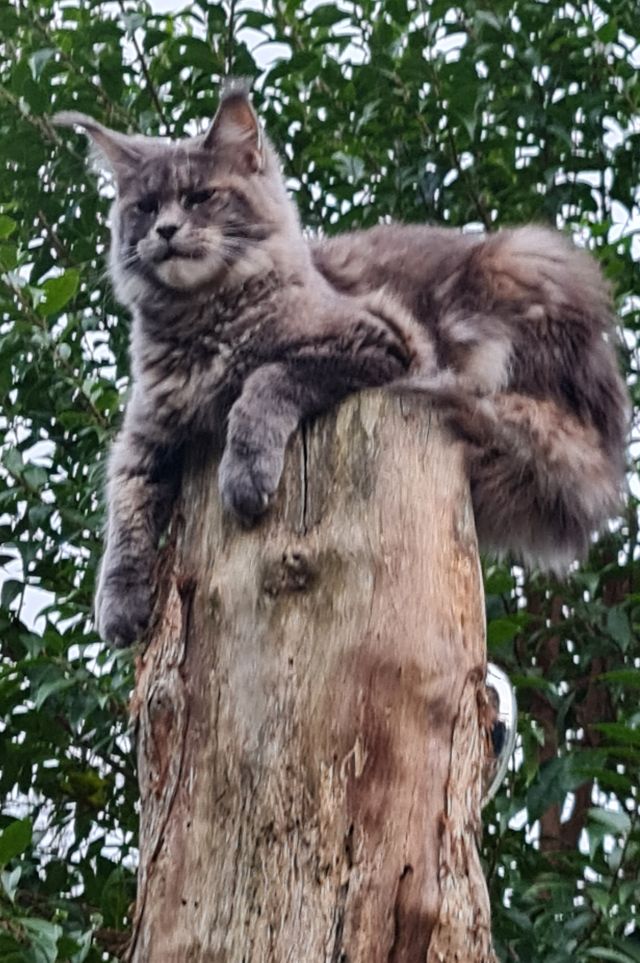Gimainecoons-28