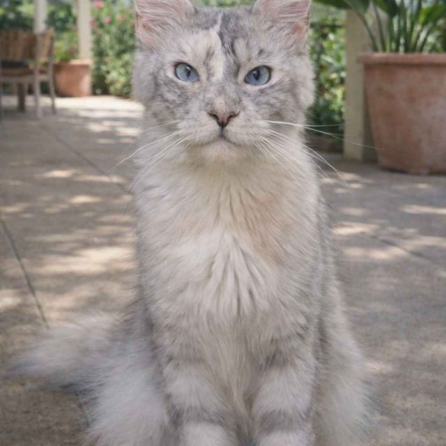 Chloe