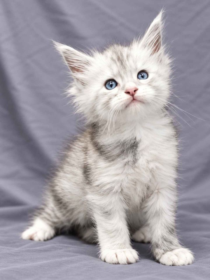 Black Silver Shaded Boy w White Blue Eyes