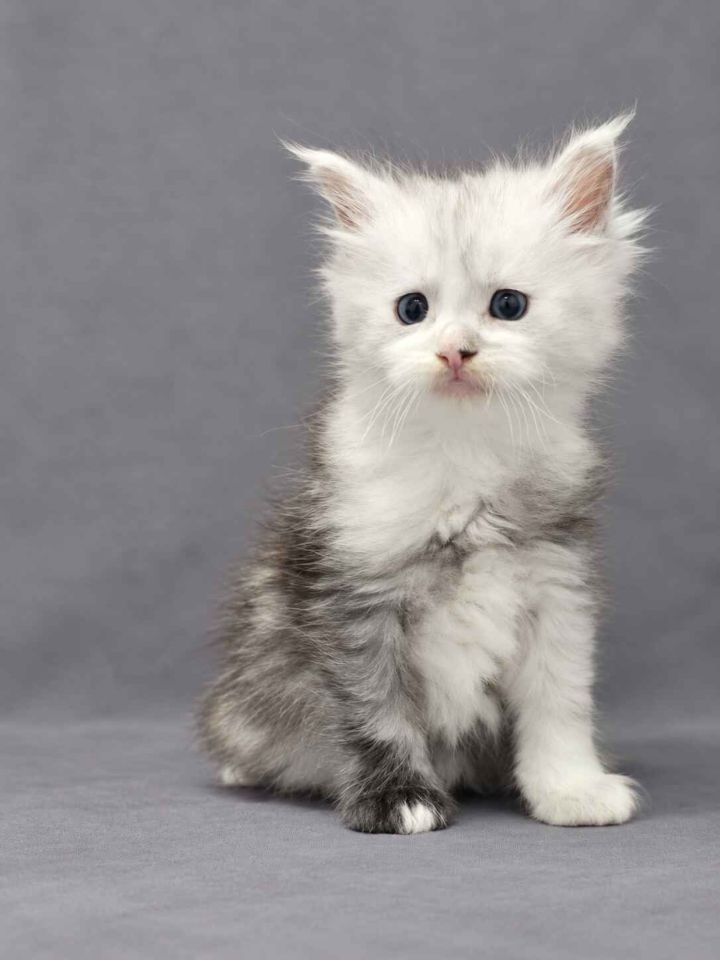 Black Silver Shaded Girl w White Blue Eyes