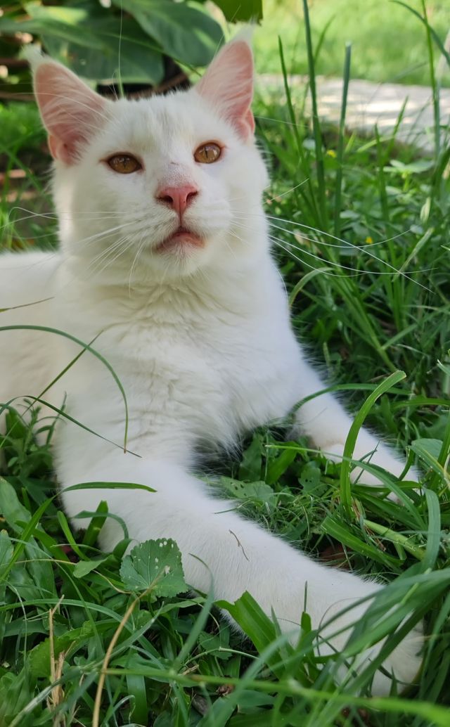 Gimainecoons-25