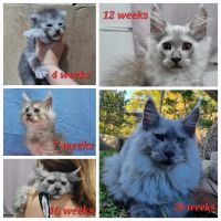 Maine Coon Growth Stages: From Kitten to Adult (4 to 5 Years)