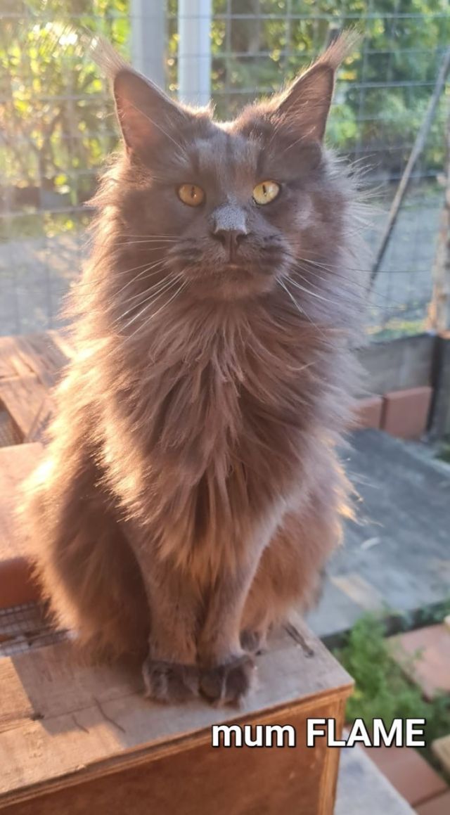 Gimainecoons-20