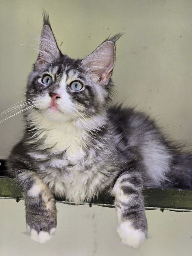 Gimainecoons-57