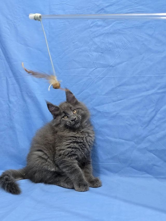 Gimainecoons-54