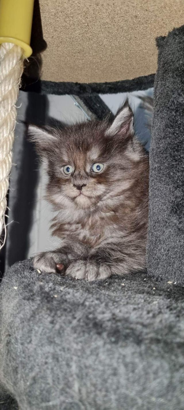 Gimainecoons-06