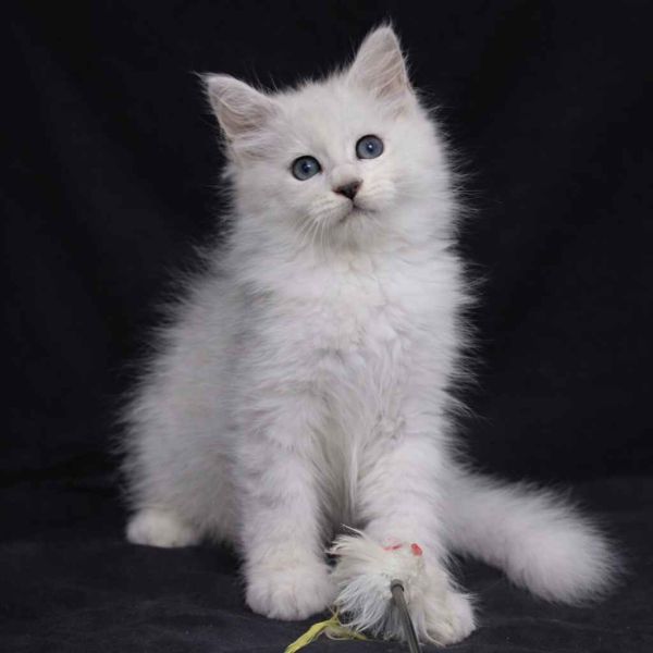 Merlin