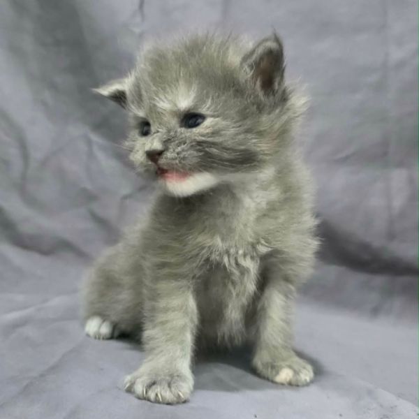 Blue Smoke Girl w White Chin and White Front Left Toe