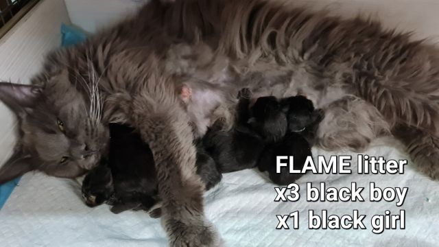 Gimainecoons-17