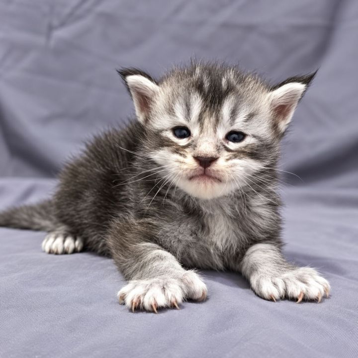 Polly Black Silver Tabby Boy