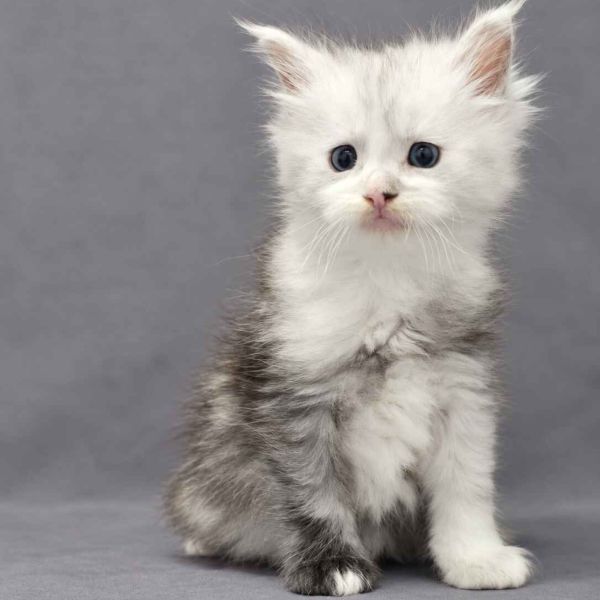 Black Silver Shaded Girl w White Blue Eyes