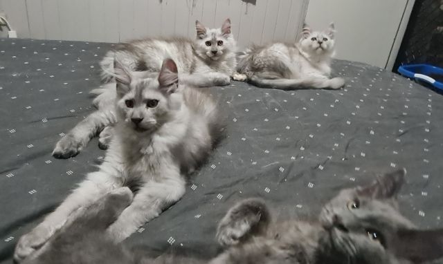 Gimainecoons-31