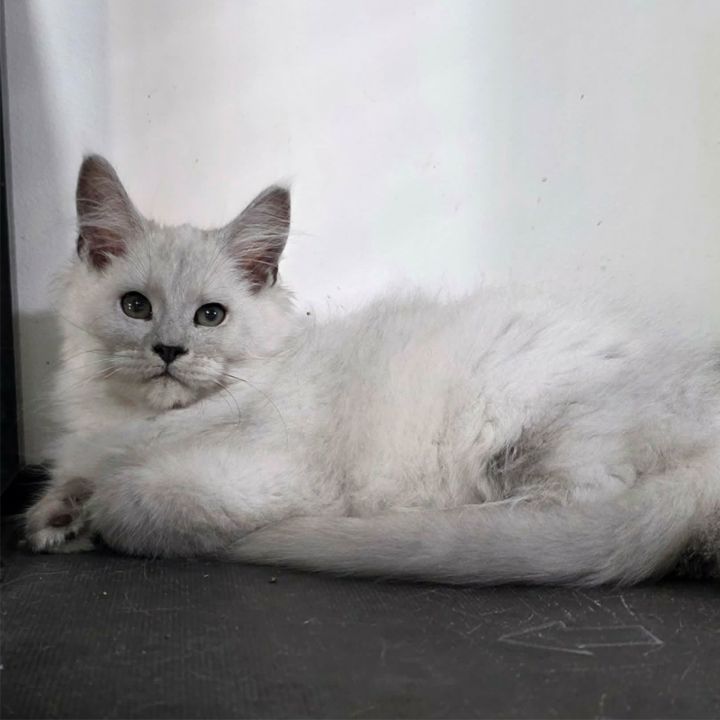Miso