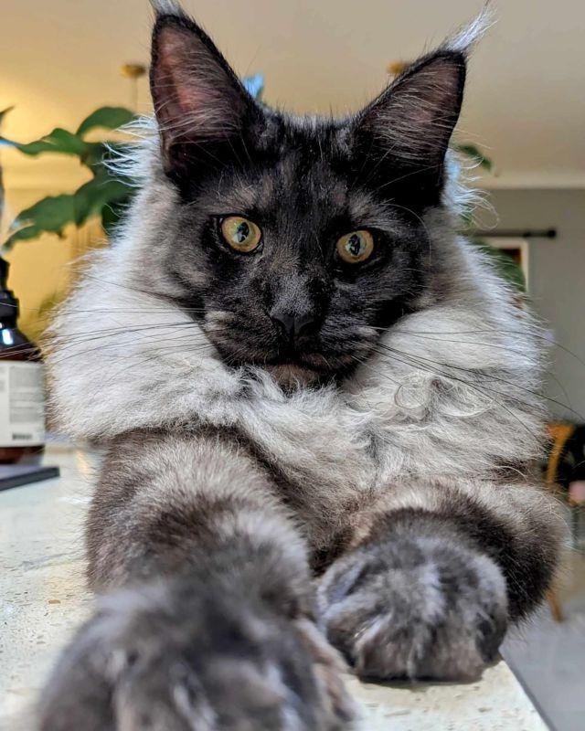 Gimainecoons-41