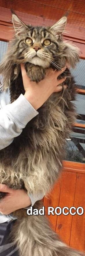 Gimainecoons-19