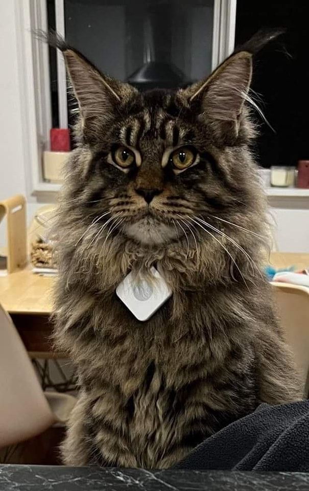 Gimainecoons-15