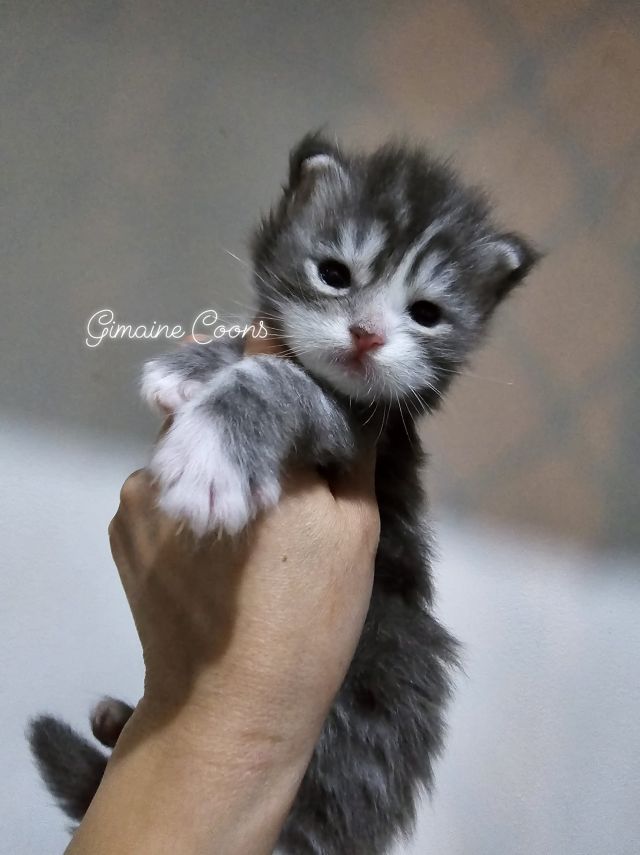 Gimainecoons-47