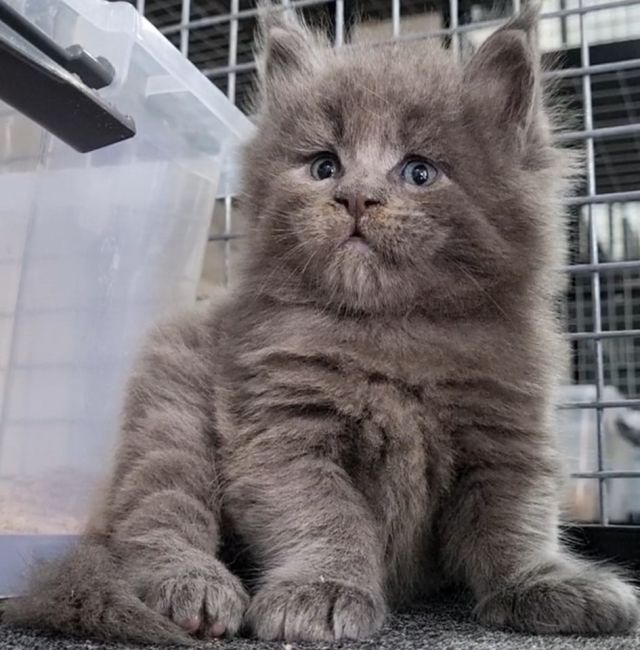 Gimainecoons-30