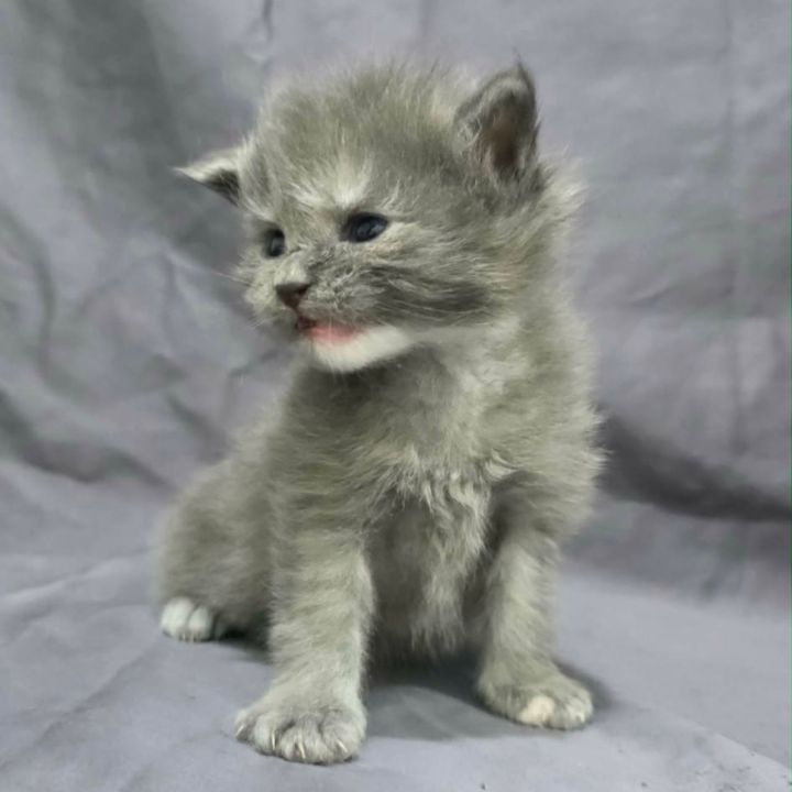Blue Smoke Girl w White Chin and White Front Left Toe