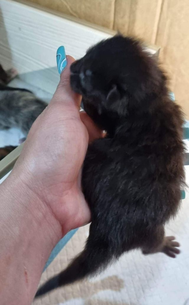 Gimainecoons-04