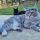 Bringing Home a Maine Coon Kitten: A Practical Checklist