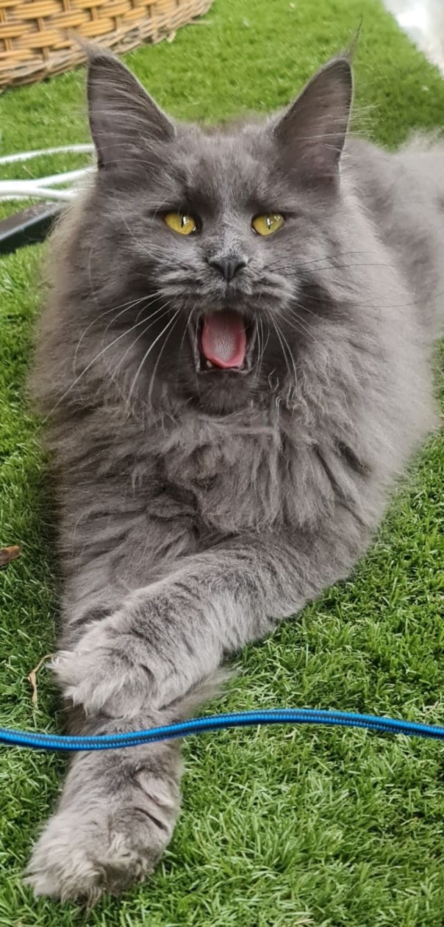 Gimainecoons-13