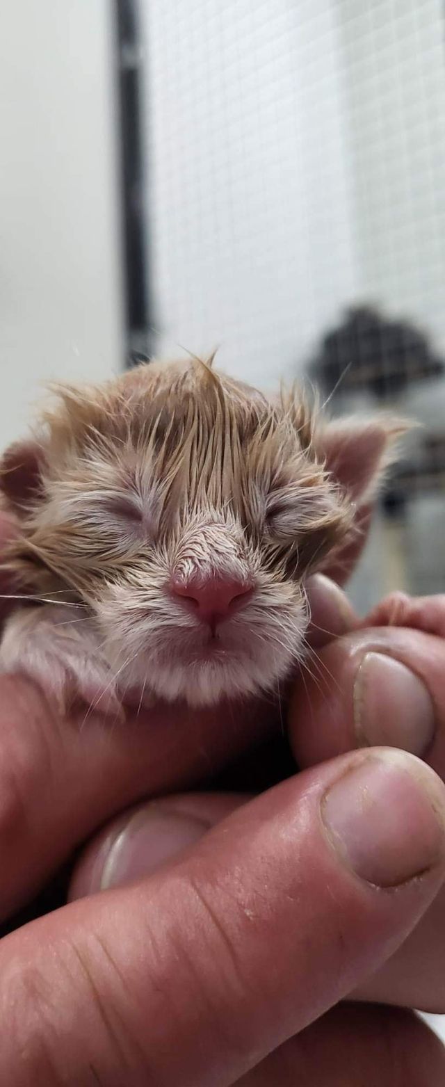 Gimainecoons-26