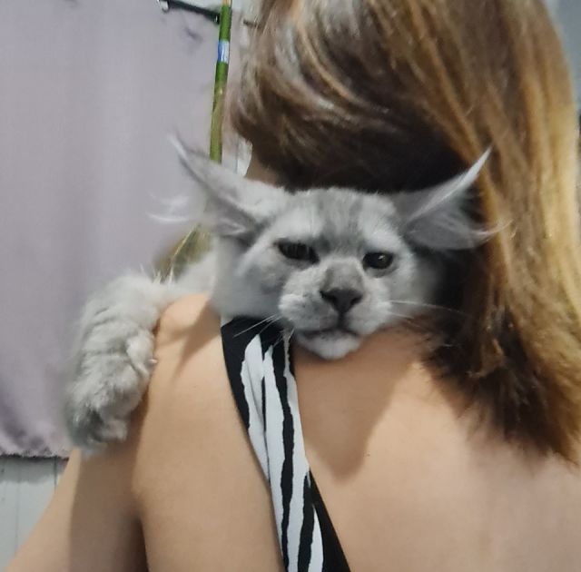 Gimainecoons-32