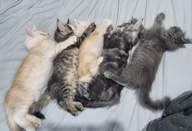 Gimainecoons-38