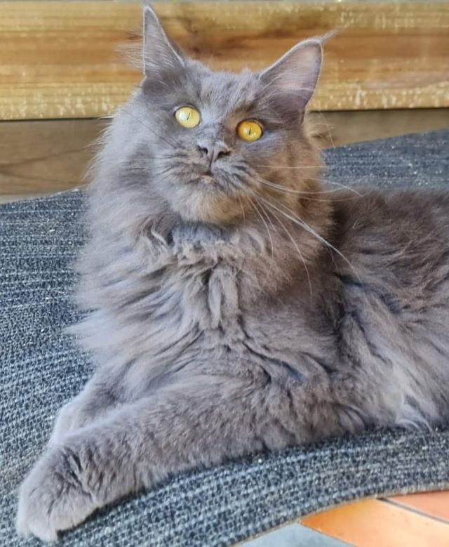Gimainecoons-12